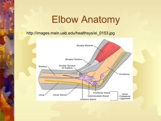 Elbow Anatomy
 http://images.main.uab.edu/healthsys/ei_0153.jpg
 