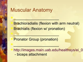 Muscular Anatomy
 ______________________
 Brachioradialis (flexion with arm neutral)
 Brachialis (flexion w/ pronation)
 ______________________
 Pronator Group (pronation)
 ______________________
 http://images.main.uab.edu/healthsys/ei_01
- biceps attachment
 