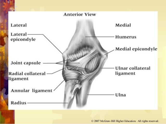 Chapter 19 elbow - class copy