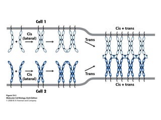 Molecular Cell Biology Lodish 6th.ppt - Chapter 19 integrating cells ...
