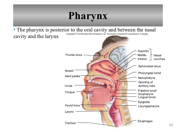 Anatomy and physiology holes of respiratory system