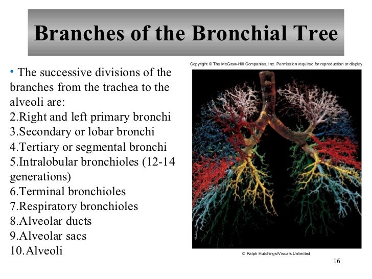 Chapter 19 Respiratory System