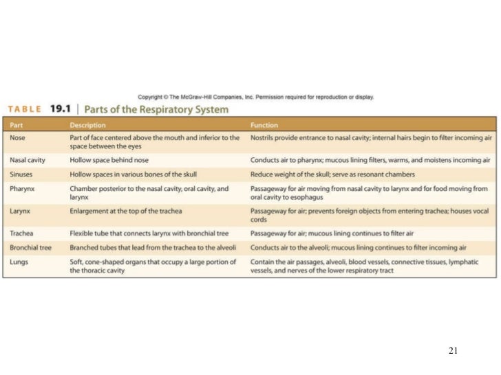 chapter 19 respiratory system 21 728