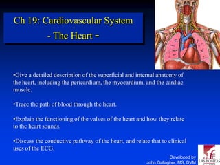 Ch 19: Cardiovascular System
              - The Heart -


•Give a detailed description of the superficial and internal anatomy of
the heart, including the pericardium, the myocardium, and the cardiac
muscle.

•Trace the path of blood through the heart.

•Explain the functioning of the valves of the heart and how they relate
to the heart sounds.

•Discuss the conductive pathway of the heart, and relate that to clinical
uses of the ECG.
                                                                   Developed by
                                                        John Gallagher, MS, DVM
 