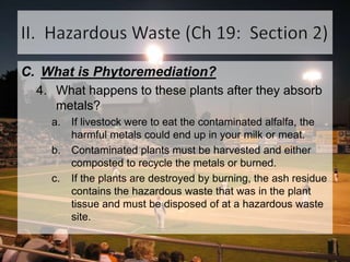 II.  Hazardous Waste (Ch 19:  Section 2)What is Phytoremediation?What happens to these plants after they absorb metals? If livestock were to eat the contaminated alfalfa, the harmful metals could end up in your milk or meat. Contaminated plants must be harvested and either composted to recycle the metals or burned. If the plants are destroyed by burning, the ash residue contains the hazardous waste that was in the plant tissue and must be disposed of at a hazardous waste site. 