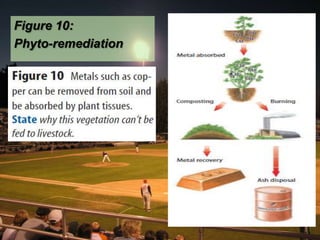 Figure 10:  Phyto-remediation