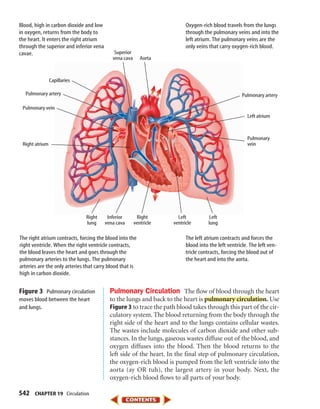 Capillaries
Pulmonary artery
Pulmonary vein
Right atrium
Pulmonary artery
Left atrium
Right
lung
Superior
vena cava
Left
lung
Right
ventricle
Left
ventricle
Inferior
vena cava
Aorta
Pulmonary
vein
542 CHAPTER 19 Circulation
Pulmonary Circulation The flow of blood through the heart
to the lungs and back to the heart is pulmonary circulation. Use
Figure 3 to trace the path blood takes through this part of the cir-
culatory system. The blood returning from the body through the
right side of the heart and to the lungs contains cellular wastes.
The wastes include molecules of carbon dioxide and other sub-
stances. In the lungs, gaseous wastes diffuse out of the blood, and
oxygen diffuses into the blood. Then the blood returns to the
left side of the heart. In the final step of pulmonary circulation,
the oxygen-rich blood is pumped from the left ventricle into the
aorta (ay OR tuh), the largest artery in your body. Next, the
oxygen-rich blood flows to all parts of your body.
Blood, high in carbon dioxide and low
in oxygen, returns from the body to
the heart. It enters the right atrium
through the superior and inferior vena
cavae.
Oxygen-rich blood travels from the lungs
through the pulmonary veins and into the
left atrium. The pulmonary veins are the
only veins that carry oxygen-rich blood.
The left atrium contracts and forces the
blood into the left ventricle. The left ven-
tricle contracts, forcing the blood out of
the heart and into the aorta.
The right atrium contracts, forcing the blood into the
right ventricle. When the right ventricle contracts,
the blood leaves the heart and goes through the
pulmonary arteries to the lungs. The pulmonary
arteries are the only arteries that carry blood that is
high in carbon dioxide.
Figure 3 Pulmonary circulation
moves blood between the heart
and lungs.
423-S1-MSS05_GLS 8/16/04 10:04 AM Page 542
 