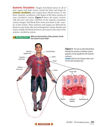 SECTION 1 The Circulatory System 543
Systemic Circulation Oxygen-rich blood moves to all of
your organs and body tissues, except the heart and lungs, by
systemic circulation, and oxygen-poor blood returns to the
heart. Systemic circulation is the largest of the three sections of
your circulatory system. Figure 4 shows the major arteries
(AR tuh reez) and veins (VAYNZ) of the systemic circulation
system. Oxygen-rich blood flows from your heart in the arter-
ies of this system. Then nutrients and oxygen are delivered by
blood to your body cells and exchanged for carbon dioxide and
wastes. Finally, the blood returns to your heart in the veins of the
systemic circulation system.
What are the functions of the systemic circula-
tion system in your body?
CO2
O2
Plasma Systemic
capillary
Tissue cells
Red blood cell
Internal
jugular vein
Superior
vena cava
Inferior
vena cava
Carotid artery
Aorta
Aorta
Heart
Figure 4 The rate at which blood flows
through the systemic circulation system
depends on how quickly the left ventricle
contracts.
Explain why the rate changes when a per-
son has been jumping rope.
Aaron Haupt
423-S1-MSS05_GLS 8/16/04 10:04 AM Page 543
 