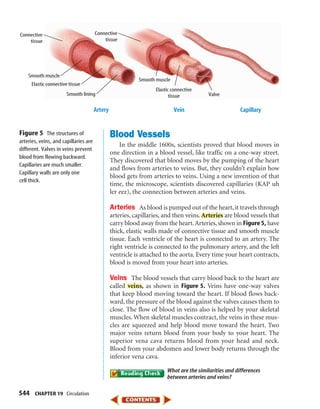 544 CHAPTER 19 Circulation
Blood Vessels
In the middle 1600s, scientists proved that blood moves in
one direction in a blood vessel, like traffic on a one-way street.
They discovered that blood moves by the pumping of the heart
and flows from arteries to veins. But, they couldn’t explain how
blood gets from arteries to veins. Using a new invention of that
time, the microscope, scientists discovered capillaries (KAP uh
ler eez), the connection between arteries and veins.
Arteries As blood is pumped out of the heart, it travels through
arteries, capillaries, and then veins. Arteries are blood vessels that
carry blood away from the heart.Arteries,shown in Figure5, have
thick, elastic walls made of connective tissue and smooth muscle
tissue. Each ventricle of the heart is connected to an artery. The
right ventricle is connected to the pulmonary artery, and the left
ventricle is attached to the aorta. Every time your heart contracts,
blood is moved from your heart into arteries.
Veins The blood vessels that carry blood back to the heart are
called veins, as shown in Figure 5. Veins have one-way valves
that keep blood moving toward the heart. If blood flows back-
ward, the pressure of the blood against the valves causes them to
close. The flow of blood in veins also is helped by your skeletal
muscles. When skeletal muscles contract, the veins in these mus-
cles are squeezed and help blood move toward the heart. Two
major veins return blood from your body to your heart. The
superior vena cava returns blood from your head and neck.
Blood from your abdomen and lower body returns through the
inferior vena cava.
What are the similarities and differences
between arteries and veins?
Connective
tissue
Artery Vein Capillary
Smooth muscle
Elastic connective tissue
Smooth lining
Connective
tissue
Smooth muscle
Elastic connective
tissue Valve
Figure 5 The structures of
arteries, veins, and capillaries are
different. Valves in veins prevent
blood from flowing backward.
Capillaries are much smaller.
Capillary walls are only one
cell thick.
423-S1-MSS05_GLS 8/16/04 10:04 AM Page 544
 