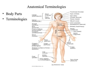 Body Terminologies Chapter 1 anatomical postion of human.ppt
