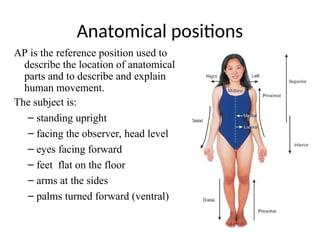 Peripheral Position Chapter 1 anatomical postion of human.ppt