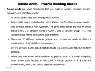 Amino Acids - Protein building blocks
• Amino acids are small compounds that are made of carbon, nitrogen, oxygen,
hydrogen, and sometimes sulfur.
– All amino acids share the same general structure.
– Amino acids have a central carbon atom. Carbon can form four covalent bonds.
– One of those bonds is with hydrogen. The other three bonds are with an amino
group (–NH2), a carboxyl group (–COOH), and a variable group (–R). The
variable group makes each amino acid different.
– There are 20 different variable groups, and proteins are made of different
combinations of all 20 different amino acids.
– Several covalent bonds called peptide bonds join amino acids together to form
proteins.
– When only two amino acids combine by peptide bond, it is called dipeptide,
when amino acids involved in the bond formation become 3, 4, 5 they are
named as tri-, tetra-, and penta- peptides respectively.
7/3/2023 35
 