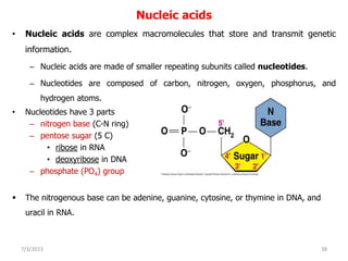 Nucleic acids
• Nucleic acids are complex macromolecules that store and transmit genetic
information.
– Nucleic acids are made of smaller repeating subunits called nucleotides.
– Nucleotides are composed of carbon, nitrogen, oxygen, phosphorus, and
hydrogen atoms.
• Nucleotides have 3 parts
– nitrogen base (C-N ring)
– pentose sugar (5 C)
• ribose in RNA
• deoxyribose in DNA
– phosphate (PO4) group
 The nitrogenous base can be adenine, guanine, cytosine, or thymine in DNA, and
uracil in RNA.
7/3/2023 38
 