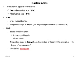 Nucleic Acids
• There are two types of nucleic acids:
 Deoxyribonucleic acid (DNA)
 Ribonucleic acid (RNA)
• RNA
– single nucleotide chain
– The pentose sugar is Ribose (has a hydroxyl group in the 3rd carbon---OH)
• DNA
– double nucleotide chain
• N bases bond in pairs
across chains
– The pentose sugar is Deoxyribose (has just an hydrogen in the same place--- H)
Deoxy = “minus oxygen”
– spiraled in a double helix
7/3/2023 39
 