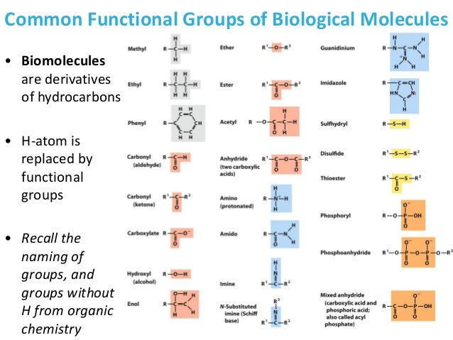 functional groups biology functional groups biology