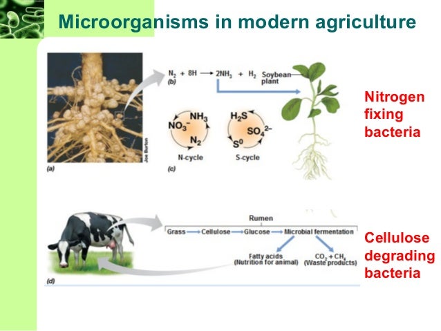Chapter 1 (microbiology) 8th edition