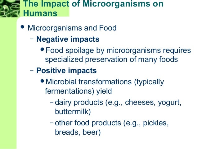 microbiology bacteria and fresh yogurt slide 2013 microbiology of yogurt fresh milk begins acquiring microbes from the very moment it leaves the cow what is the bacteria used in yogurt production a: the bacteria most commonly used to make yogurt are lactobacillus bulgaricus and streptococcus thermophilus 2. microbiology bacteria and fresh yogurt slide 2013 microbiology of yogurt fresh milk begins acquiring microbes from the very moment it leaves the cow what is the bacteria used in yogurt production a: the bacteria most commonly used to make yogurt are lactobacillus bulgaricus and streptococcus thermophilus 2.