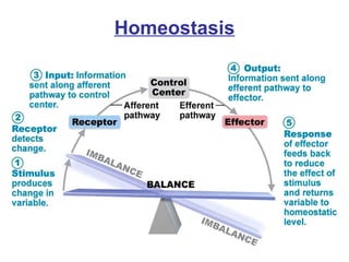 Homeostasis 