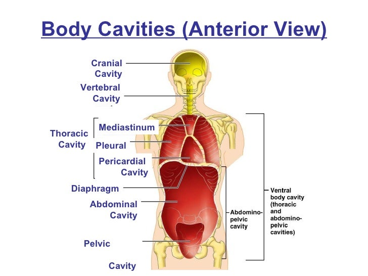 Chapter1b directional body diagram unlabeled 