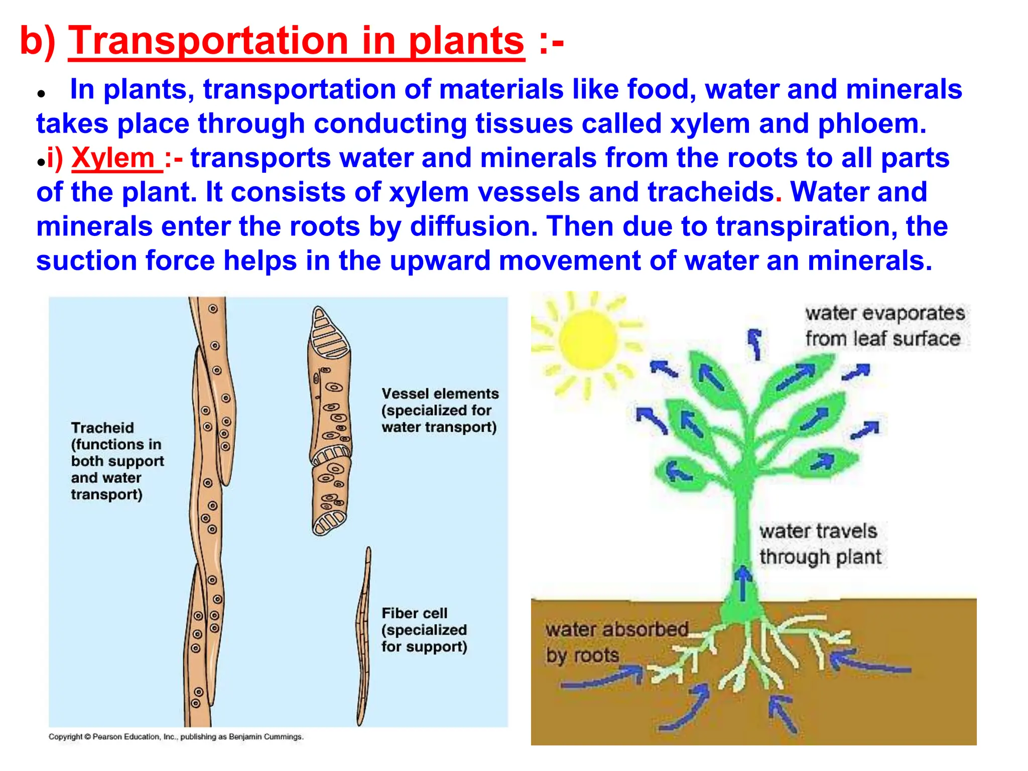 chapter1 bio class 10 ppt for bio .pptx