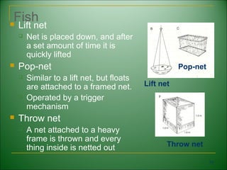 Fish
   Lift net
       Net is placed down, and after
        a set amount of time it is
        quickly lifted
   Pop-net                                            Pop-net
       Similar to a lift net, but floats
        are attached to a framed net.       Lift net
       Operated by a trigger
        mechanism
   Throw net
       A net attached to a heavy
        frame is thrown and every
        thing inside is netted out                 Throw net

                                                                 70
 
