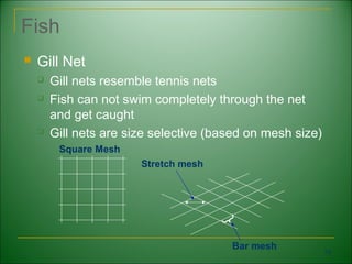 Fish
   Gill Net
       Gill nets resemble tennis nets
       Fish can not swim completely through the net
        and get caught
       Gill nets are size selective (based on mesh size)
         Square Mesh
                        Stretch mesh




                                        Bar mesh
                                                            73
 