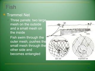Fish
   Trammel Net
       Three panels: two large
        mesh on the outside
        and a small mesh on
        the inside
       Fish swim through the
        outer mesh, pushes the
        small mesh through the
        other side and
        becomes entangled


                                  74
 