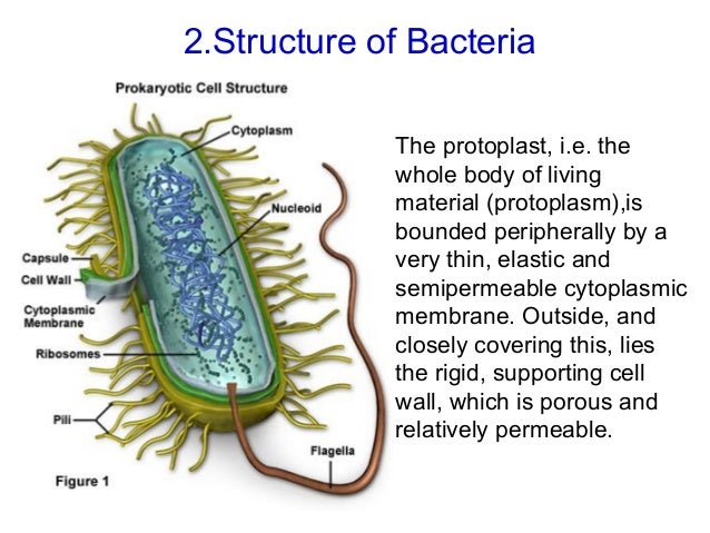 Chapter1 cell structure of bacteria