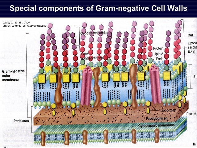 Chapter1 Cell Structure Of Bacteria
