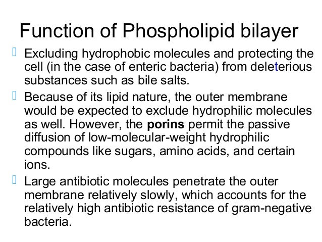 Chapter1 Cell Structure Of Bacteria