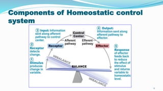Components of Homeostatic control
system
13
 