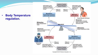 • Body Temperature
regulation.
 