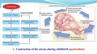  Contraction of the uterus during childbirth (parturition)
 
