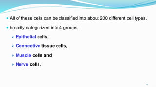  All of these cells can be classified into about 200 different cell types.
 broadly categorized into 4 groups:
 Epithelial cells,
 Connective tissue cells,
 Muscle cells and
 Nerve cells.
25
 
