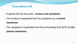 26
Generalized cell
 A typical cell has two parts: nucleus and cytoplasm.
 The nucleus is separated from the cytoplasm by a nuclear
membrane
 The cytoplasm is separated from the surrounding fluid (ECF) by the
plasma membrane
 
