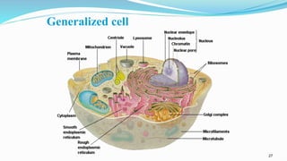 27
Generalized cell
 