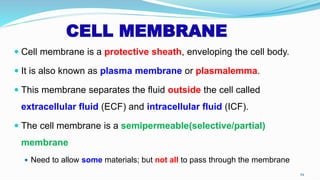 CELL MEMBRANE
 Cell membrane is a protective sheath, enveloping the cell body.
 It is also known as plasma membrane or plasmalemma.
 This membrane separates the fluid outside the cell called
extracellular fluid (ECF) and intracellular fluid (ICF).
 The cell membrane is a semipermeable(selective/partial)
membrane
 Need to allow some materials; but not all to pass through the membrane
29
 