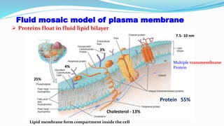 Fluid mosaic model of plasma membrane
Cholesterol - 13%
7.5- 10 nm
25%
Protein 55%
4%
Multiple transmembrane
Protein
3%
Lipid membrane form compartment inside the cell
 Proteins float in fluid lipid bilayer
 