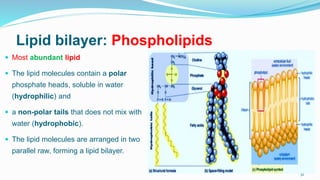 Lipid bilayer: Phospholipids
 Most abundant lipid
 The lipid molecules contain a polar
phosphate heads, soluble in water
(hydrophilic) and
 a non-polar tails that does not mix with
water (hydrophobic).
 The lipid molecules are arranged in two
parallel raw, forming a lipid bilayer.
32
 