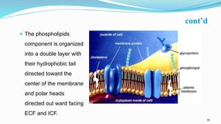 33
cont’d
 The phospholipids
component is organized
into a double layer with
their hydrophobic tail
directed toward the
center of the membrane
and polar heads
directed out ward facing
ECF and ICF.
 