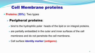  Proteins (55%): Two types
 Peripheral proteins:
 bind to the hydrophilic polar heads of the lipid or on integral proteins.
 are partially embedded in the outer and inner surfaces of the cell
membrane and do not penetrate the cell membrane.
 Cell surface identity marker (antigens).
34
Cell Membrane proteins
 