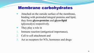 36
Membrane carbohydrates
 Attached on the outside surface of the membrane,
binding with protruded integral proteins and lipid,
they form glyco-proteins and glyco-lipid
(glycocalyx) respectively.
 They play a role in
1. Immune reaction (antigenical importance),
2. Cell to cell attachment and
3. Act as receptors for NTs, hormones and drugs
 