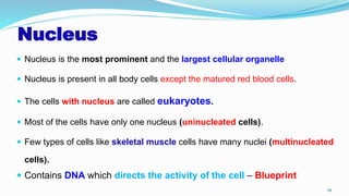 Nucleus
 Nucleus is the most prominent and the largest cellular organelle
 Nucleus is present in all body cells except the matured red blood cells.
 The cells with nucleus are called eukaryotes.
 Most of the cells have only one nucleus (uninucleated cells).
 Few types of cells like skeletal muscle cells have many nuclei (multinucleated
cells).
 Contains DNA which directs the activity of the cell – Blueprint
39
 