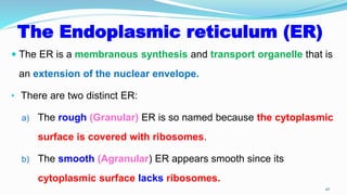 The Endoplasmic reticulum (ER)
 The ER is a membranous synthesis and transport organelle that is
an extension of the nuclear envelope.
• There are two distinct ER:
a) The rough (Granular) ER is so named because the cytoplasmic
surface is covered with ribosomes.
b) The smooth (Agranular) ER appears smooth since its
cytoplasmic surface lacks ribosomes.
42
 