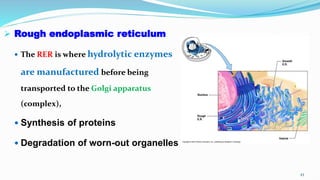  Rough endoplasmic reticulum
 The RER is where hydrolytic enzymes
are manufactured before being
transported to the Golgi apparatus
(complex),
 Synthesis of proteins
 Degradation of worn-out organelles
43
 