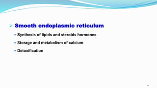  Smooth endoplasmic reticulum
 Synthesis of lipids and steroids hormones
 Storage and metabolism of calcium
 Detoxification
44
 