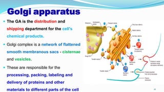 Golgi apparatus
 The GA is the distribution and
shipping department for the cell's
chemical products.
 Golgi complex is a network of flattened
smooth membranous sacs - cisternae
and vesicles.
 These are responsible for the
processing, packing, labeling and
delivery of proteins and other
materials to different parts of the cell 45
 