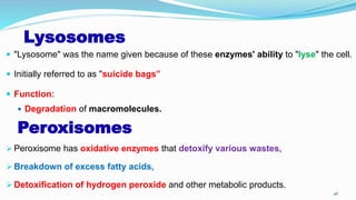 Lysosomes
 "Lysosome" was the name given because of these enzymes' ability to "lyse" the cell.
 Initially referred to as "suicide bags”
 Function:
 Degradation of macromolecules.
Peroxisomes
 Peroxisome has oxidative enzymes that detoxify various wastes,
 Breakdown of excess fatty acids,
 Detoxification of hydrogen peroxide and other metabolic products.
46
 