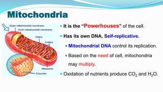 Mitochondria
 It is the “Powerhouses” of the cell.
 Has its own DNA, Self-replicative.
 Mitochondrial DNA control its replication.
 Based on the need of cell, mitochondria
may multiply.
 Oxidation of nutrients produce CO2 and H2O.
 