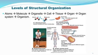 Levels of Structural Organization
 Atoms  Molecule  Organelle  Cell  Tissue  Organ  Organ
system  Organism.
5
 